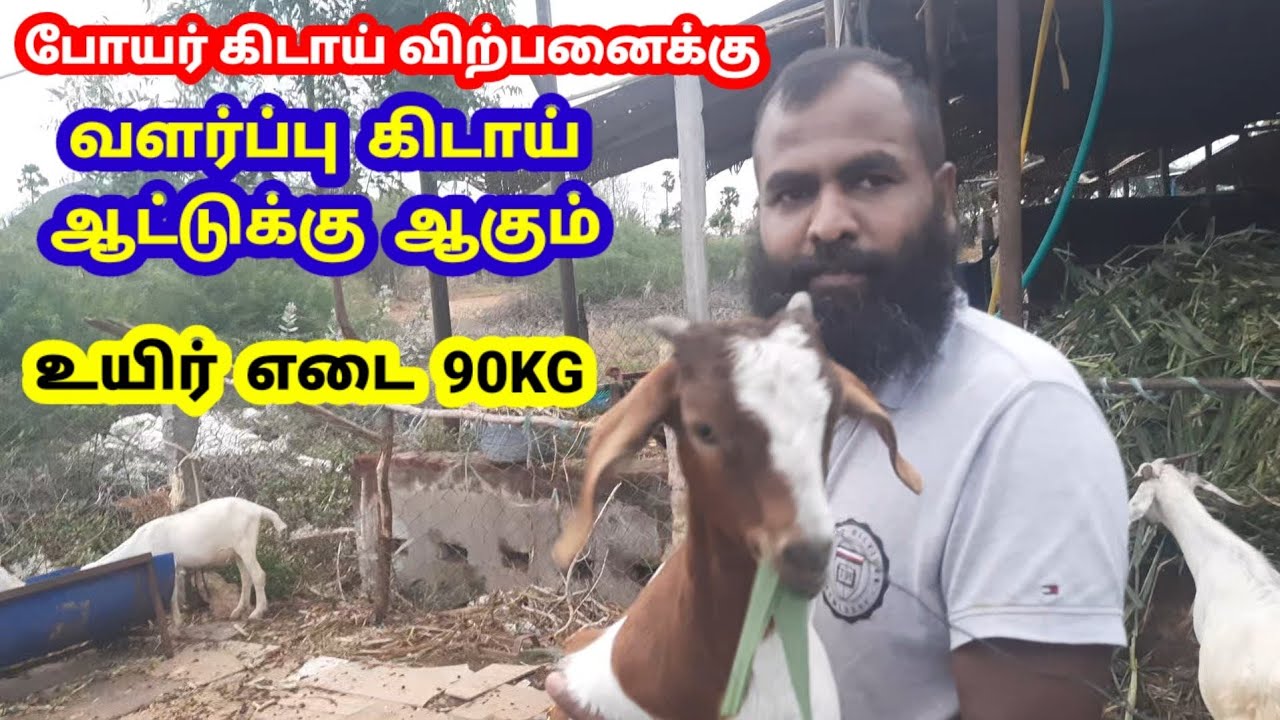 பெரிய கிடாய் விற்பனைக்கு / போயர் கிடா /ஆடு வளர்ப்பு / @tamilvivasayi