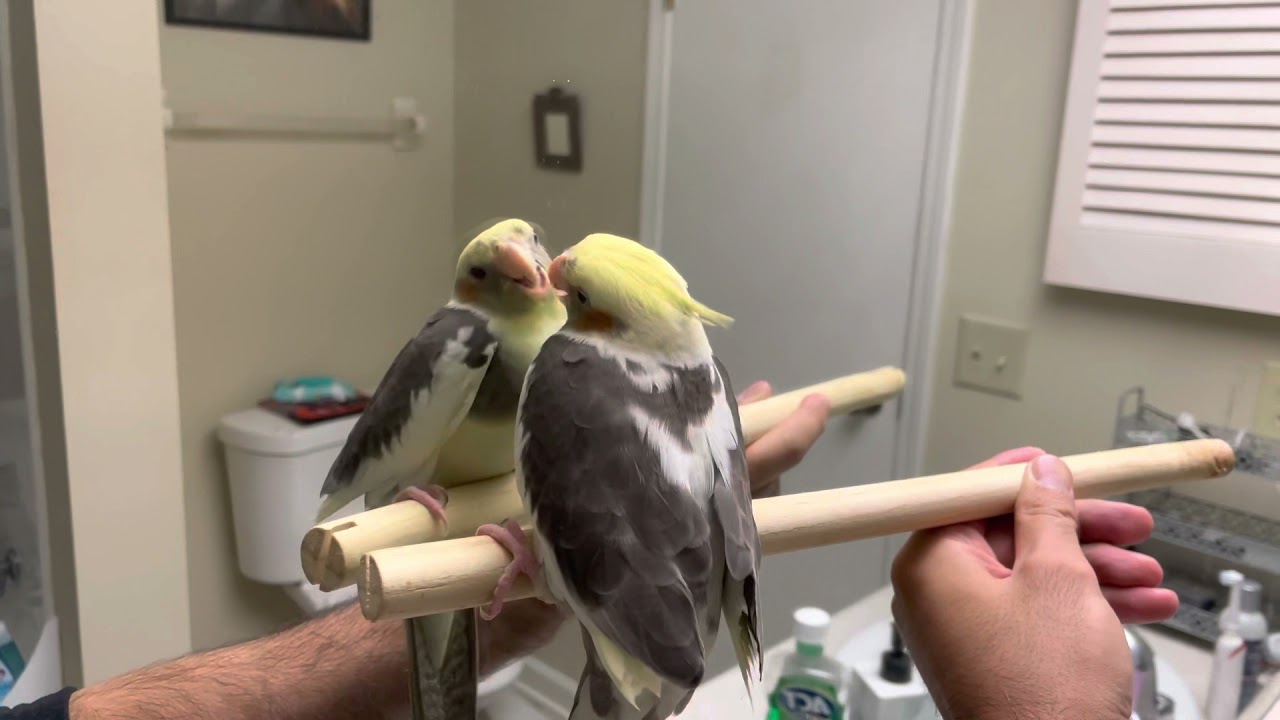 Cockatiel fighting himself in the mirror