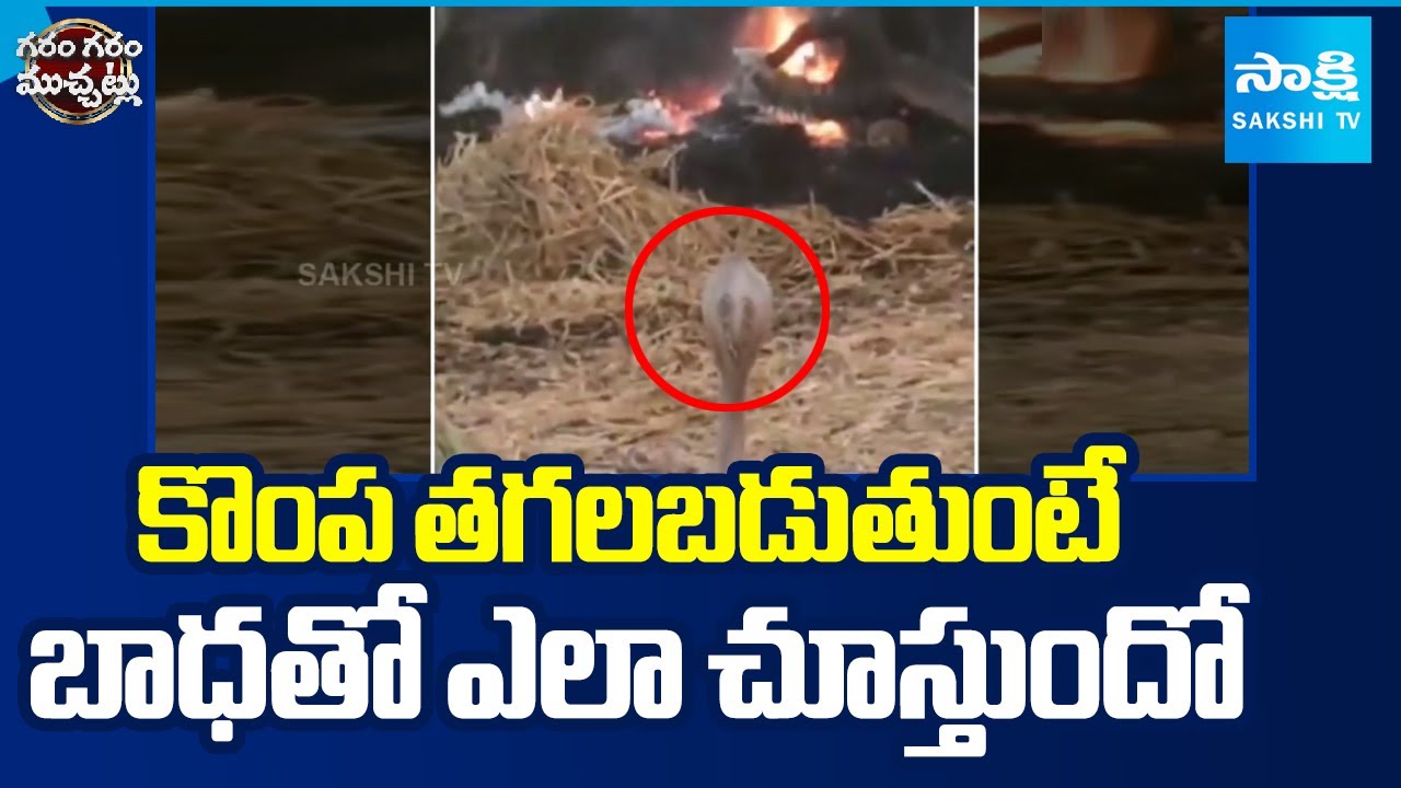 కొంప తగలబడుతుంటే బాధతో ఎలా చూస్తుందో | Snake Viral Video | Garam Garam Varthalu | Sakshi TV