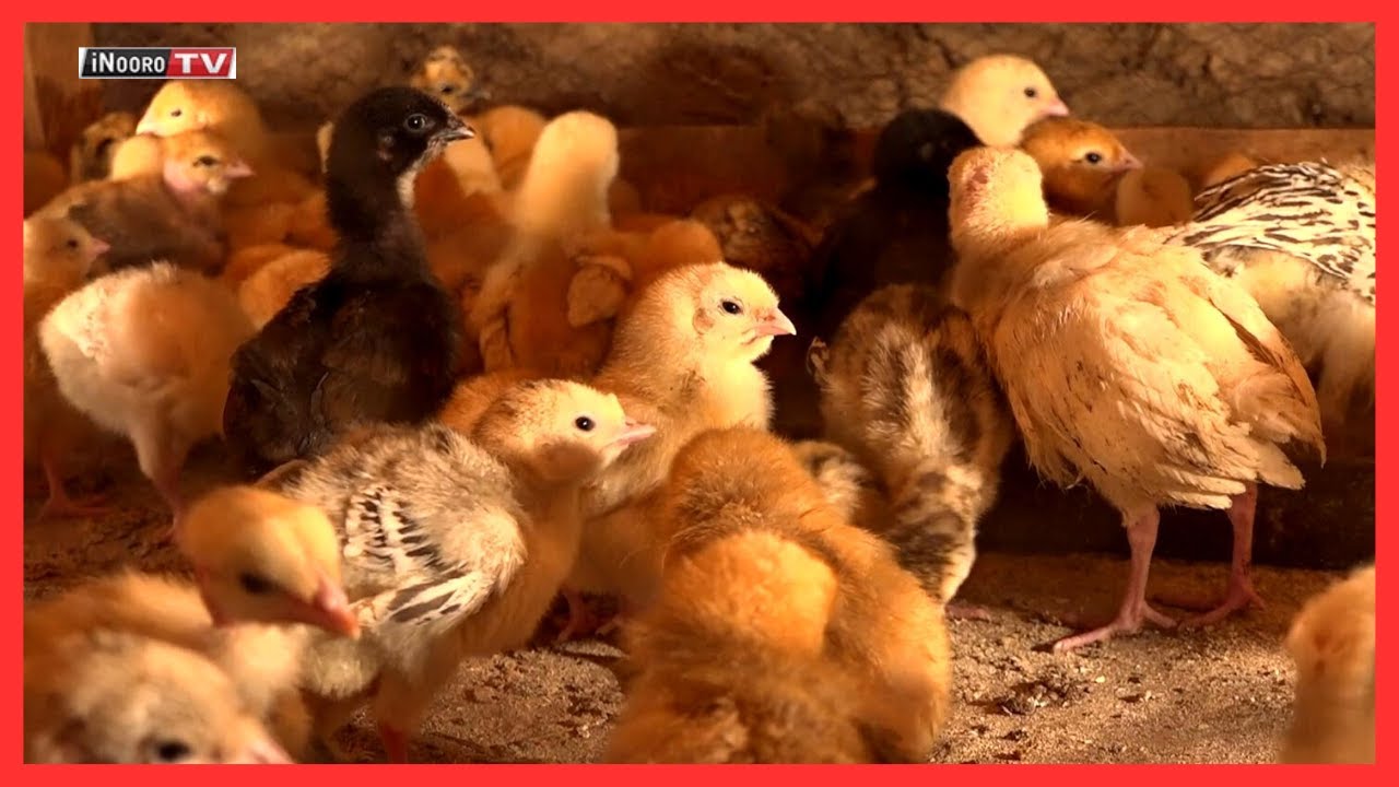 Ũreri wa njui :#Mũgambo wa Mũrĩmi Part 2