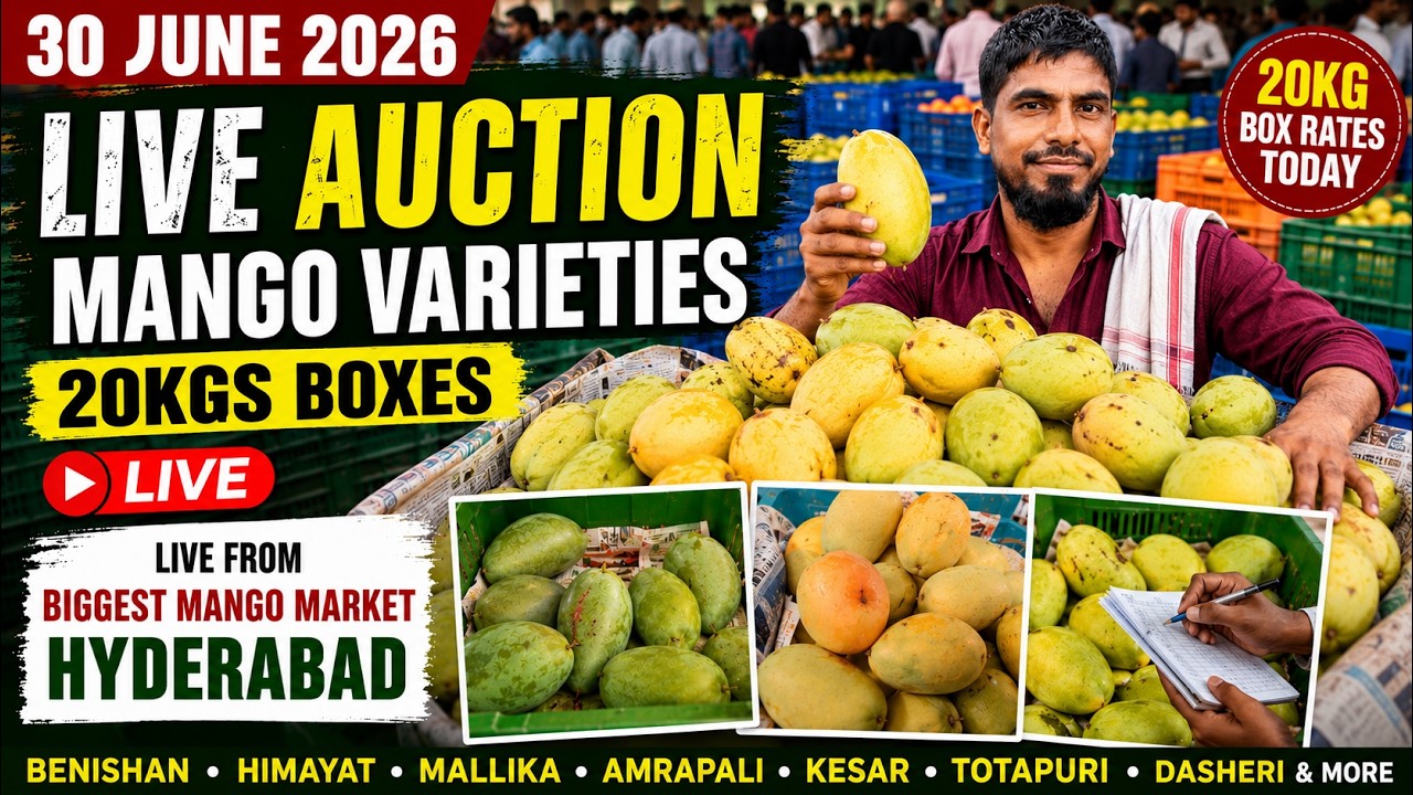30 June 2026 Live Mango Auction 🥭 20kg Box Rates Today | Hyderabad Biggest Mango Market Live