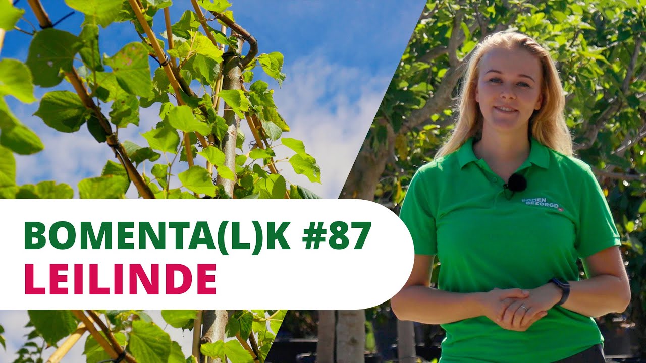 BOMENTA(L)K #87 | Leilinde