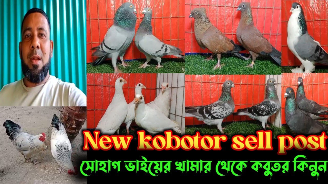 🌹সোহাগ ভাইয়ের খামার থেকে পাইকারি দামে কবুতর বিক্রি হবে🌹🌹🌹