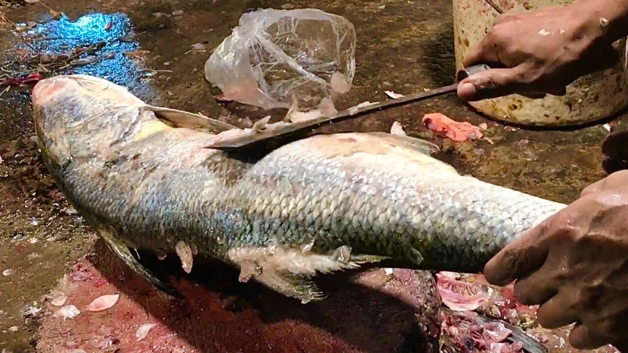 Incredible Giants Indian Salmon Fish Cutting | Fourfinger Threadfin Fish Cutting Skills