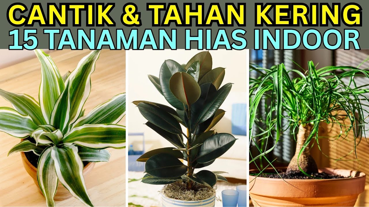 15 Tanaman Hias Indoor Super Tahan Kering: Tetap Subur, Segar, dan Cantik Meski Minim Air