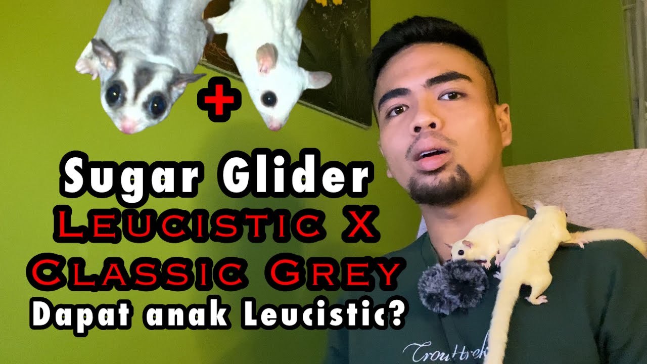 Beli Sugar Glider Leucistic untuk kahwin dengan Sugar Glider Classic Grey | Dapat anak Luecistic?