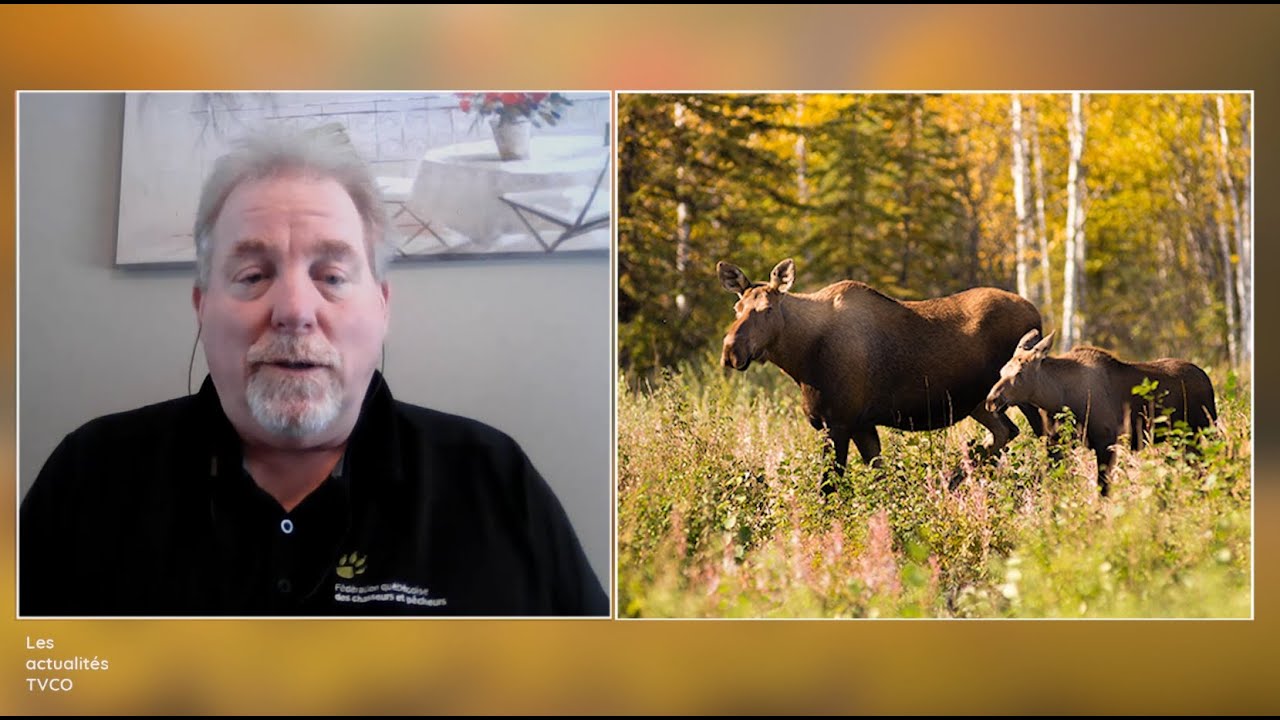 Nouveau plan de gestion de la chasse à l'orignal : qu'en pense la Fédération des chasseurs?