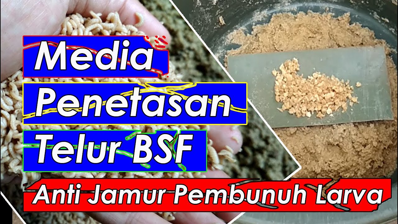 CARA MENETASKAN TELUR BSF DENGAN MEDIA ANTI JAMUR (HOW TO DRAW BSF EGG WITH ANTI MUSHROOM MEDIA)