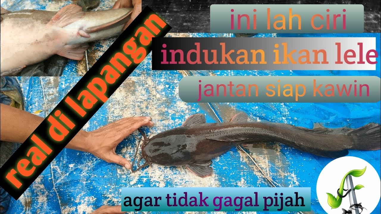 Ciri induk lele jantan siap pijah real lapangan, jangan sampai salah pilih indukan