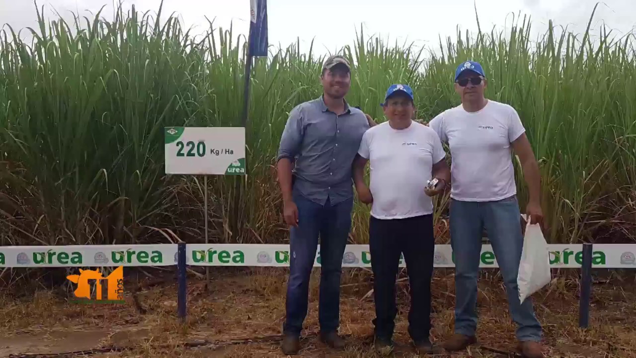 YPFB ÚREA - EFICIENCIA DE LA ÚREA EN LA CAÑA DE AZÚCAR