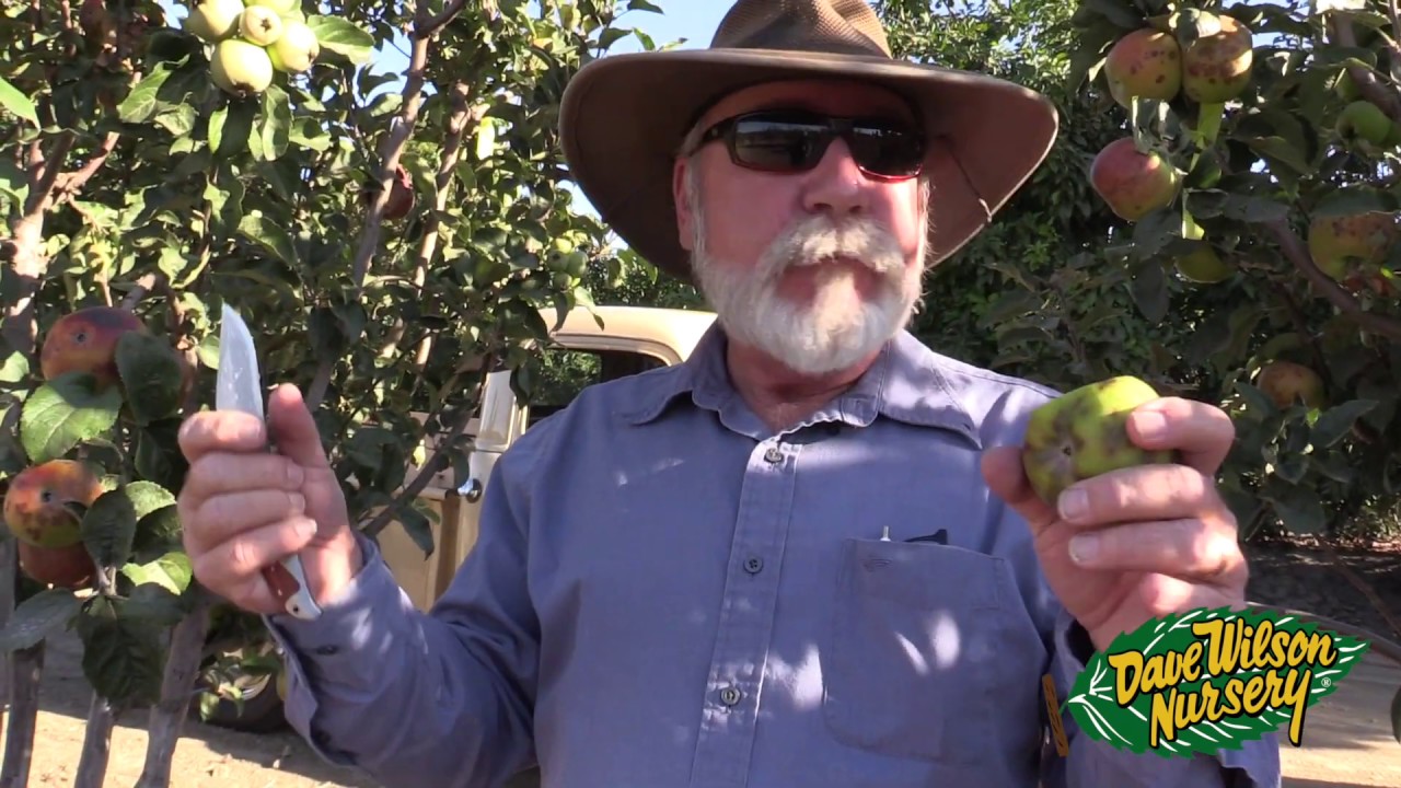 Irvine Apple Harvest 2019