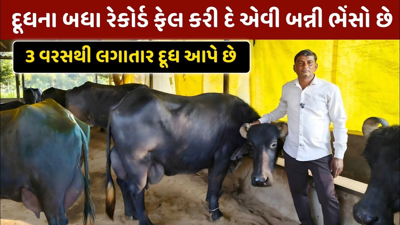 ટોપ ક્લાસ 12 ભેંસોથી 💰 લાખોની કમાણી 🤑. Banni Buffalo dairy farm in Banaskantha 