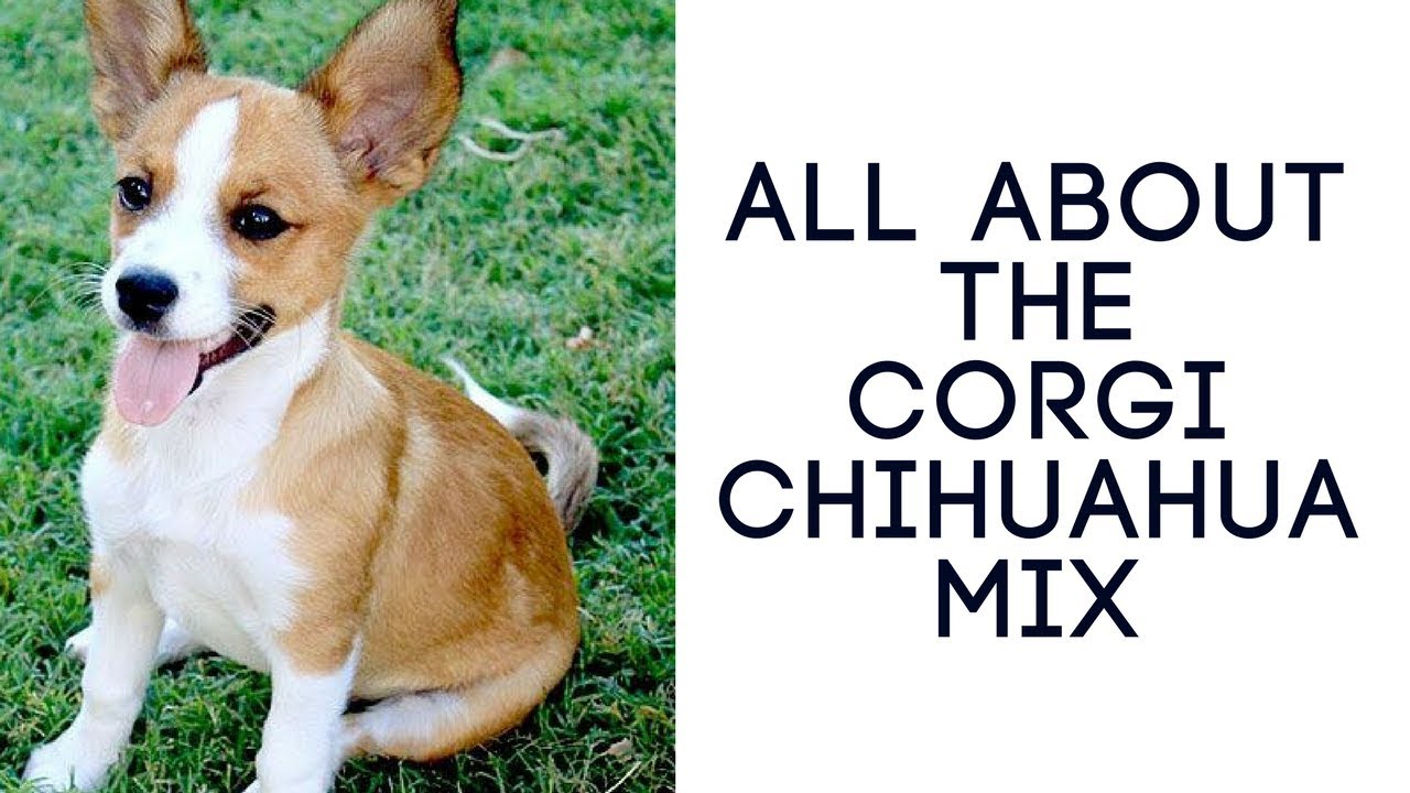 All About The Corgi Chihuahua Mix (Chigi): Ultimate Guide