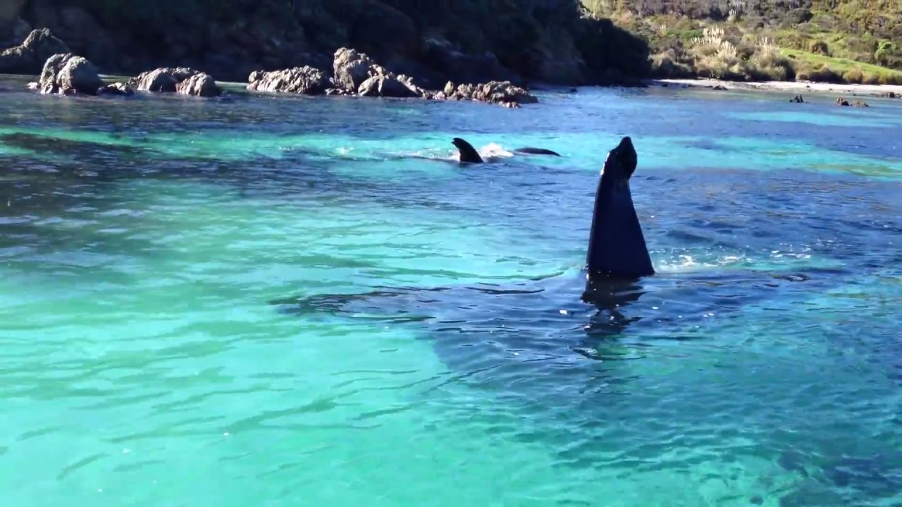 Beautiful Orcas in New Zealand