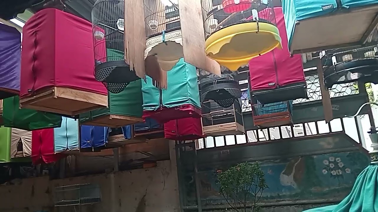 EDAN KAPAN LAGI DAPAT MURAI GRATISAN DARI BMJ ‼️