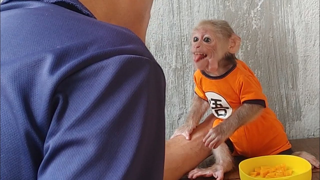 You Won’t Believe How Baby Monkey Cubin Gets Scared of a Clothes Peg – Hilarious!