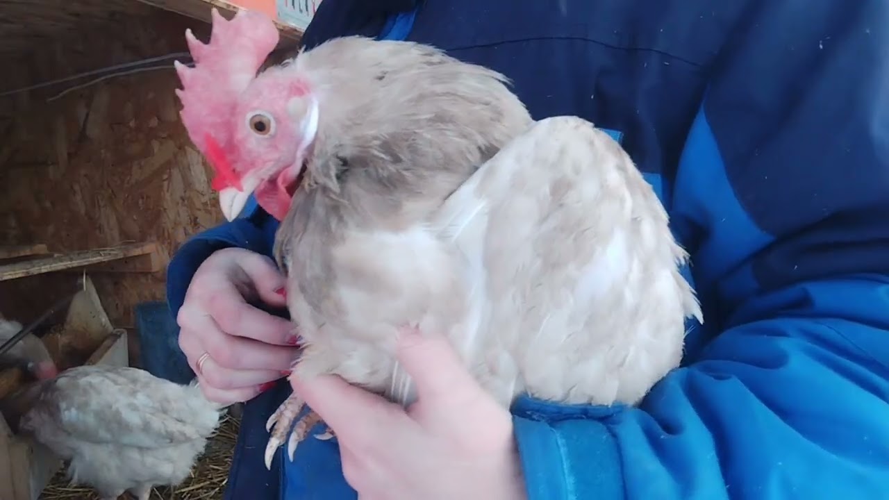 04.02.26г. 🕶️🐔 ОБИДЧИКИ ЛАПКИ ОБЕЗВРЕЖЕНЫ. 🤭 НЕМНОГО ПОГУЛЯЛИ НА ВОЗДУХЕ. 