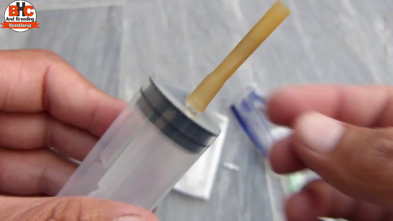 Home Made Baby Parrots Hand Feeding Syringe Video Urdu/Hindi