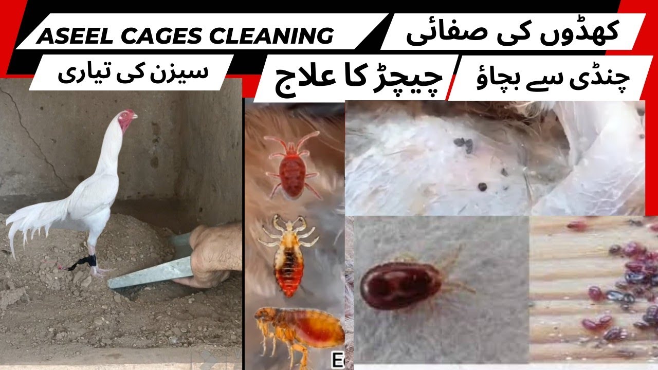 Chichar (Ticks) ka ilaj | Aseel Cages Cleaning | Cages Ki safai | Chicken Coop Cleaning disinfection