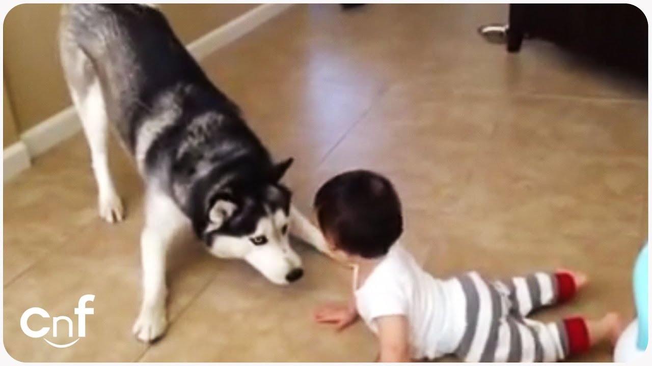 Husky Plays With Baby | Puppy Playtime