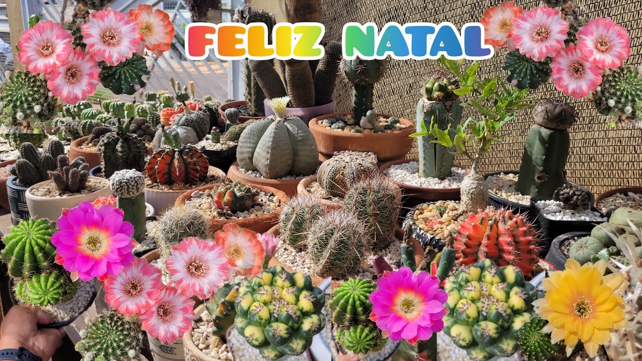 FELIZ NATAL, COM FLORES LINDAS E CACTOS NOVOS 💚🌵