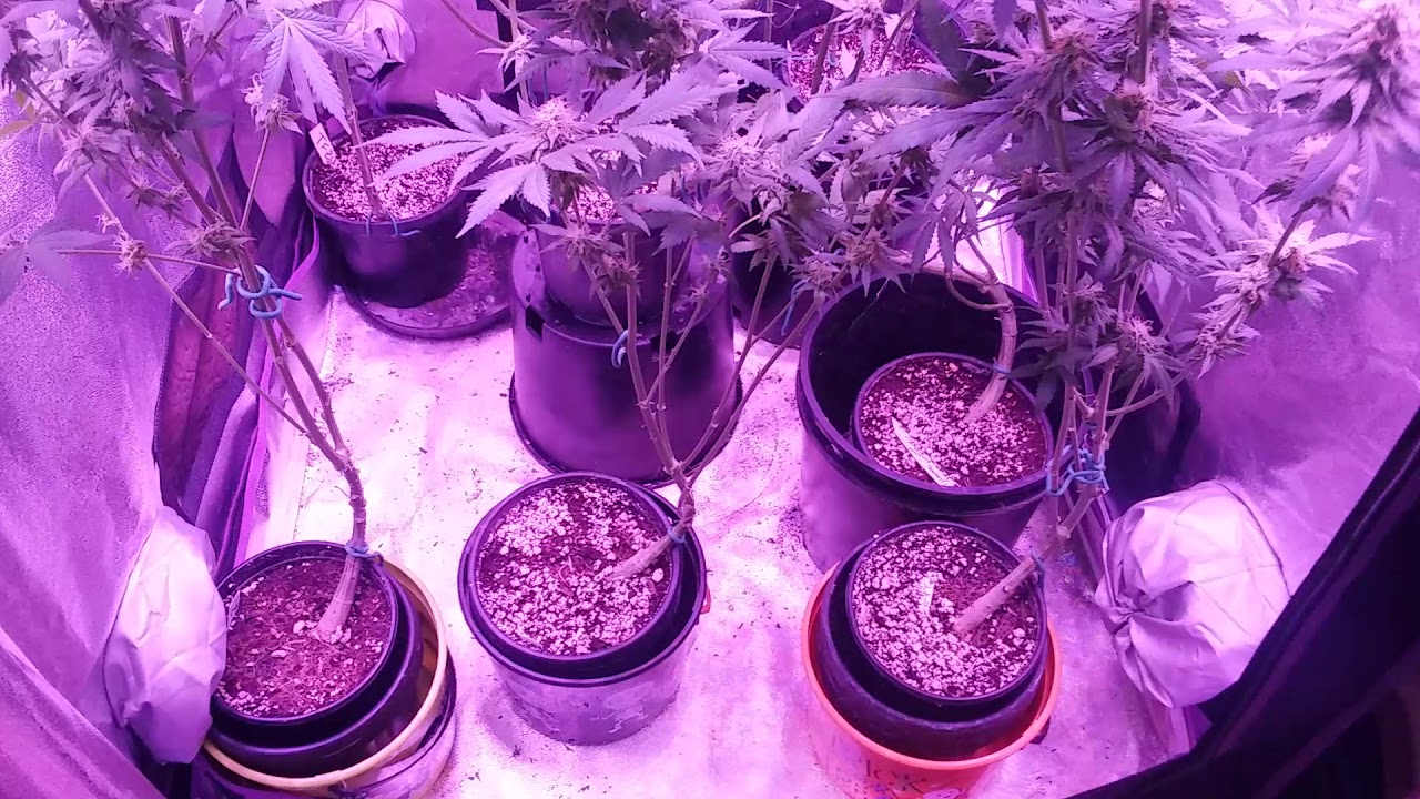 3x3x6 Tijuana Sativa clone tent update! (From gyo seeds)