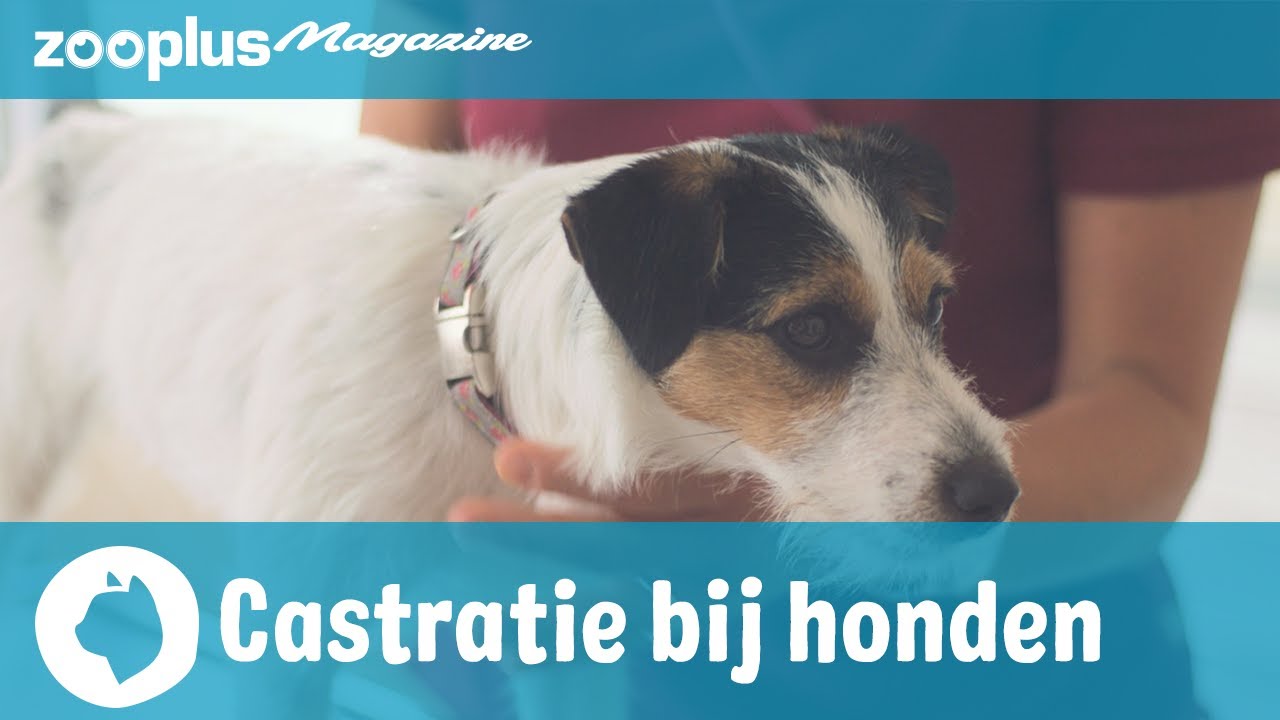Castratie bij honden: redenen, procedures, voors en tegens
