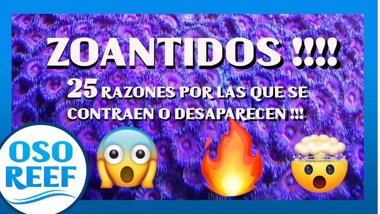25 razones por las que se retraen o mueren los zoantidos