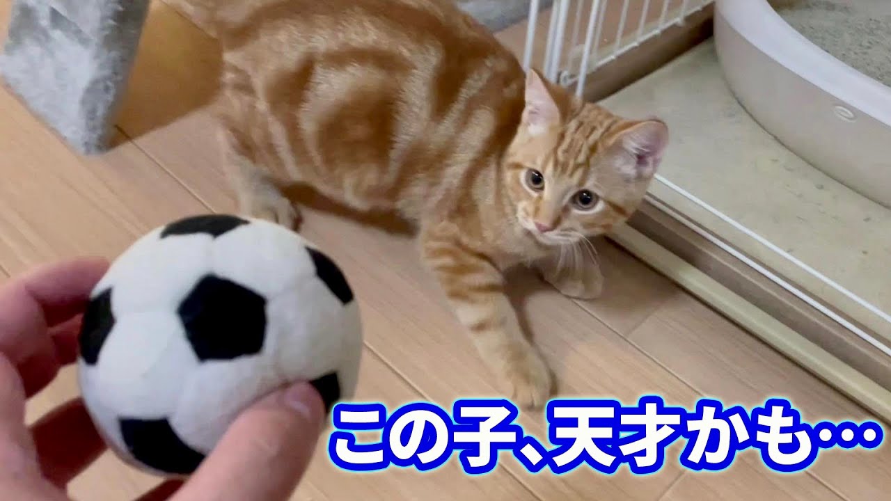 ボールを投げたら持って帰ってくる子猫が可愛いすぎる