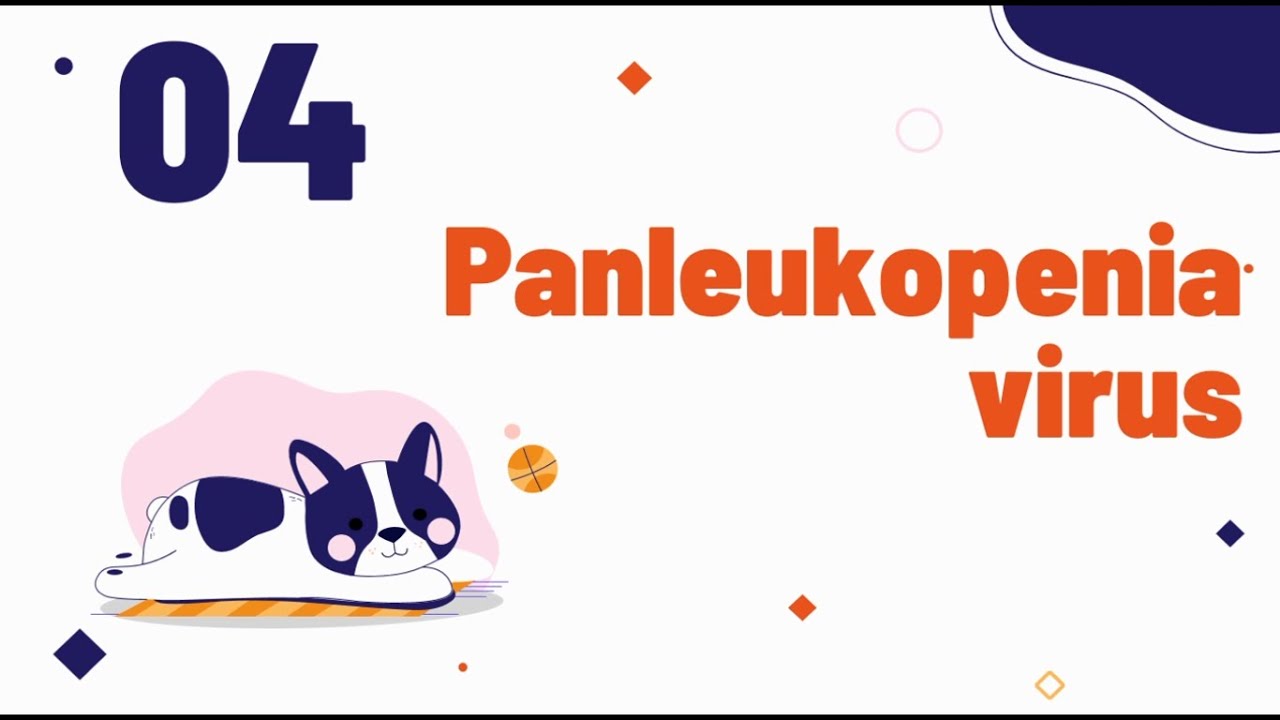 Feline panleukopenia virus infection - طاعون القطط
