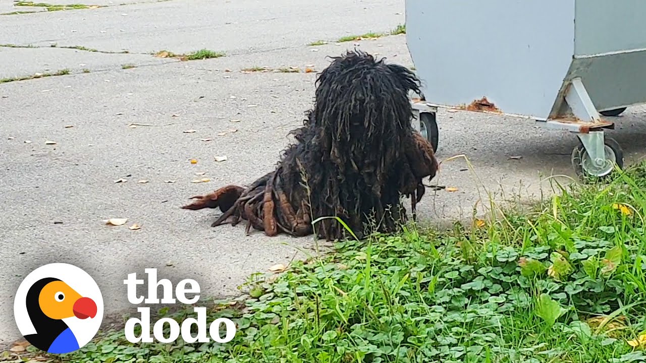The Most Dramatic Rescue Dog Transformations | The Dodo