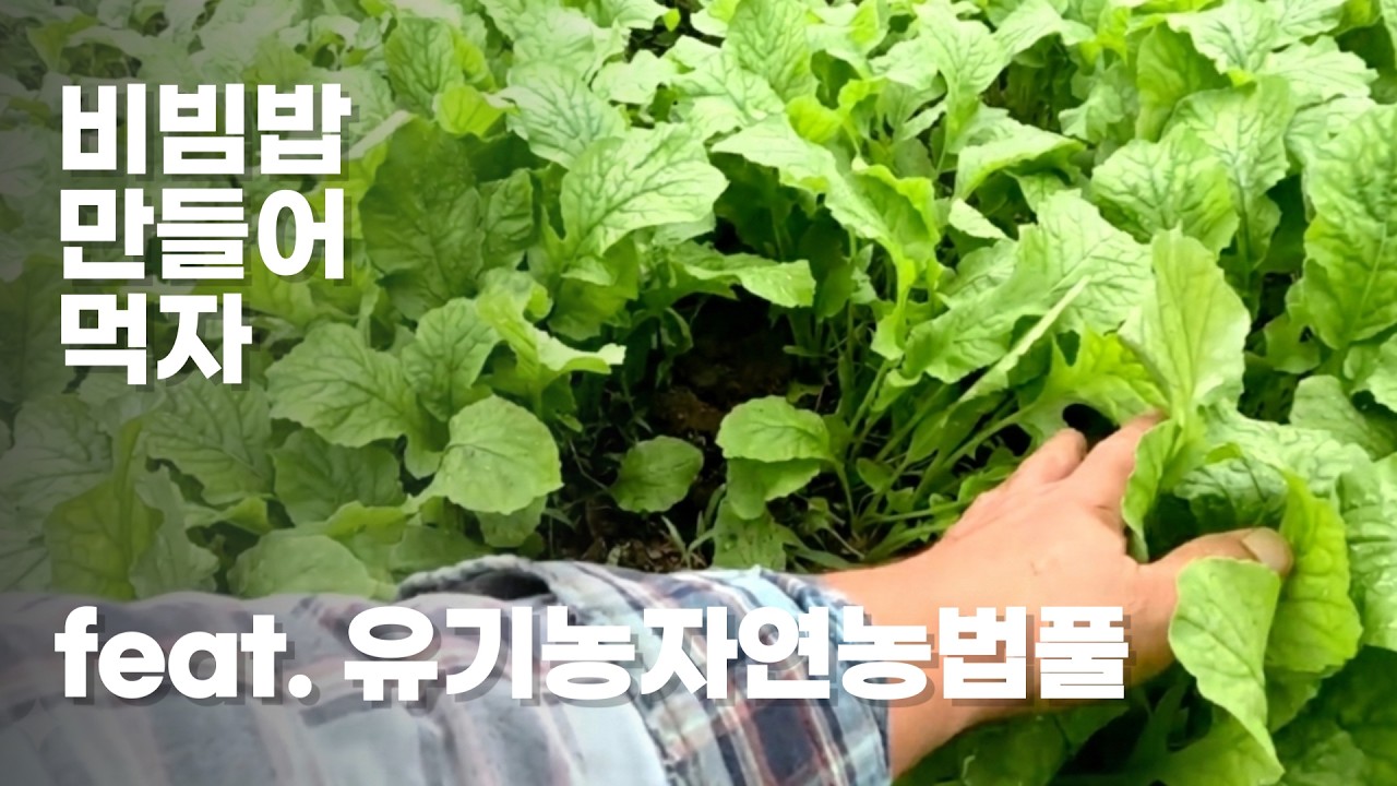 비빔밥 재료 무 뽑고  가지 따고