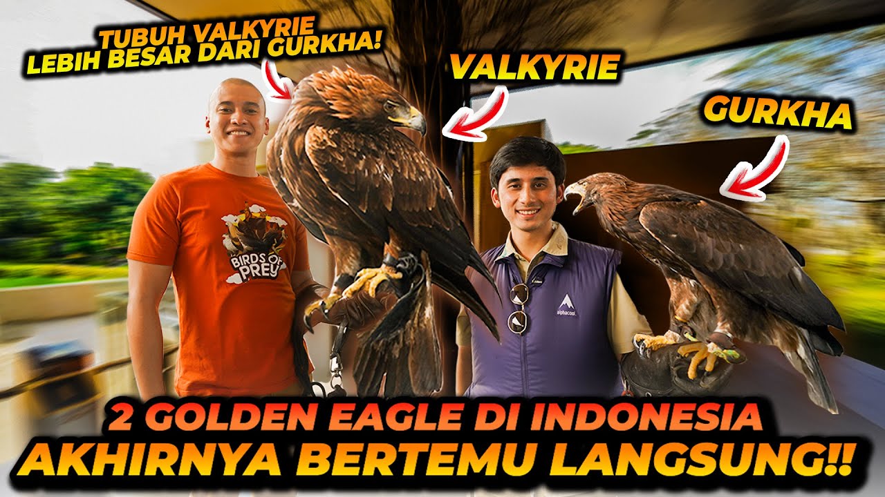 PERTEMUAN 2 ELANG EMAS LANGKA DI INDONESIA ! HANYA ADA 2 EKOR SAJA DI INDONESIA ?!