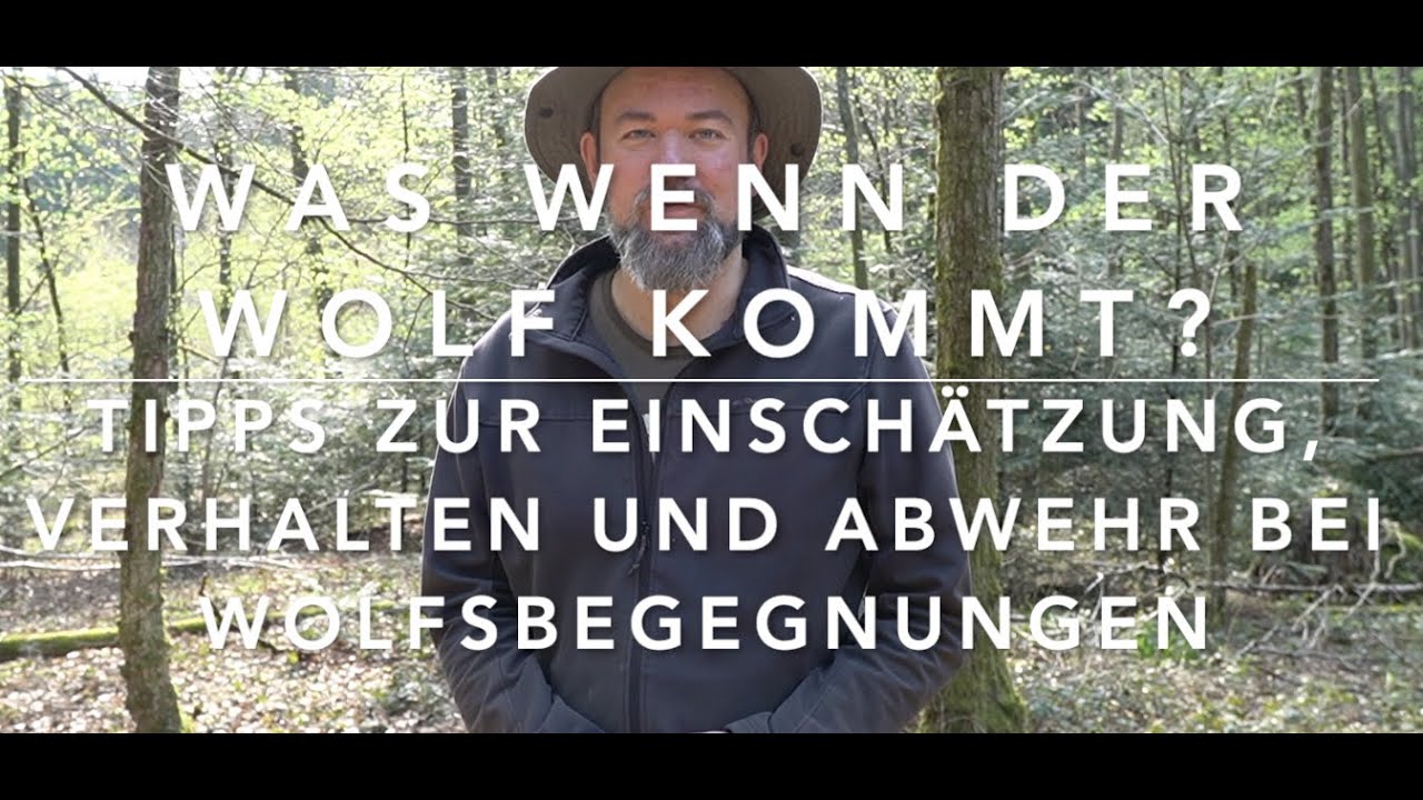 Was tun wenn plötzlich ein Wolf auftaucht?  (Version 2021)