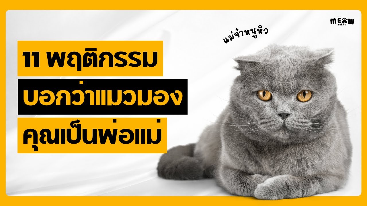 11 พฤติกรรมที่บอกว่าแมวมองคุณเป็นพ่อแม่ตัวจริง!