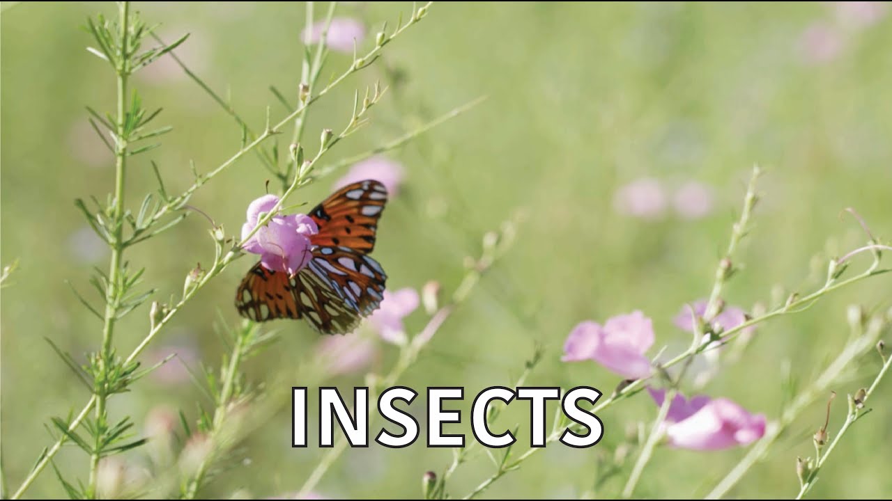 Coastal Kingdom | Season 5, Episode 2 – ‘Insects' | Full Episode