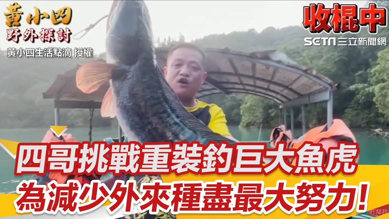 四哥挑戰重裝釣巨大魚虎 為減少外來種盡最大努力!｜三立新聞網 SETN.com