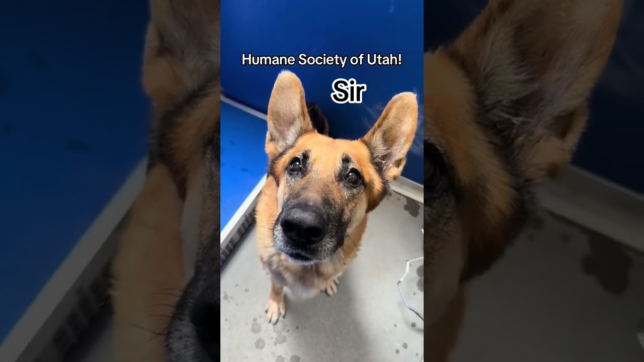 Utah Humane - Meet us at the Humane Society of Utah
