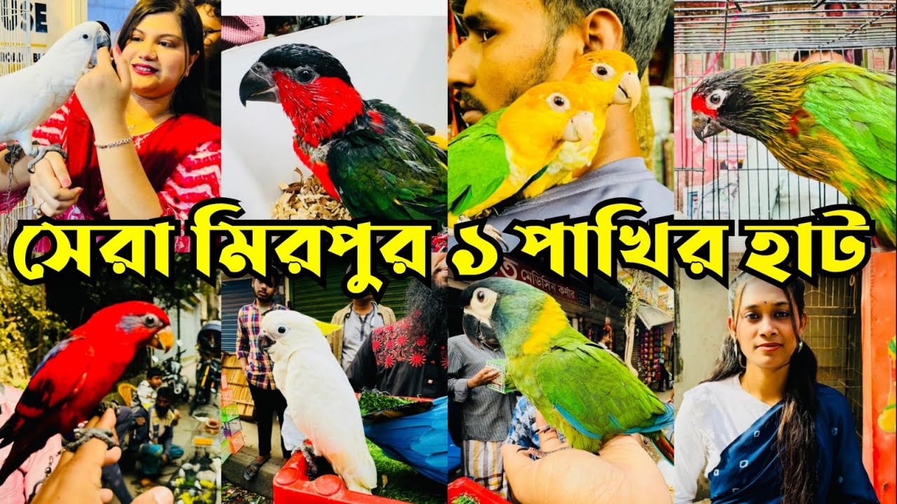 জমজমাট মিরপুর ১ পাখির হাট সবচেয়ে সেরা | Mirpur 1 Pakhir Hat #viral