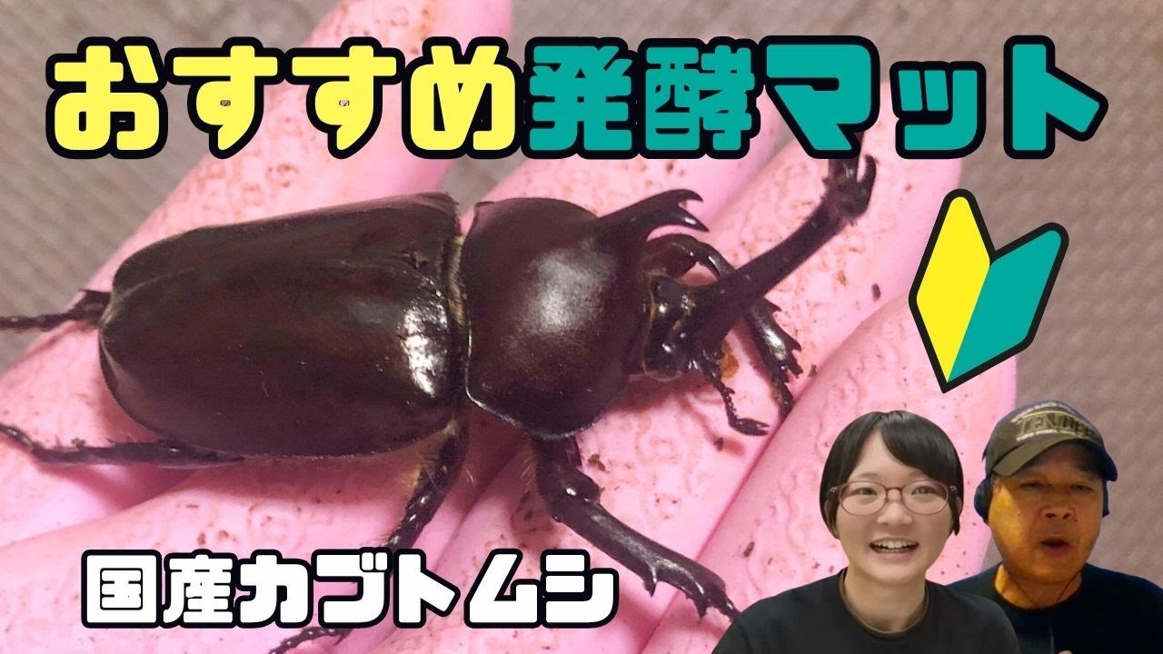 国産カブトムシの幼虫はどのマットがおすすめ？熟度が高いマットでも平気？【クワカブ広場】名人Shihoのクワカブ相談室！〈5月34号〉　#カブトムシ #クワガタ #飼育方法 #初心者
