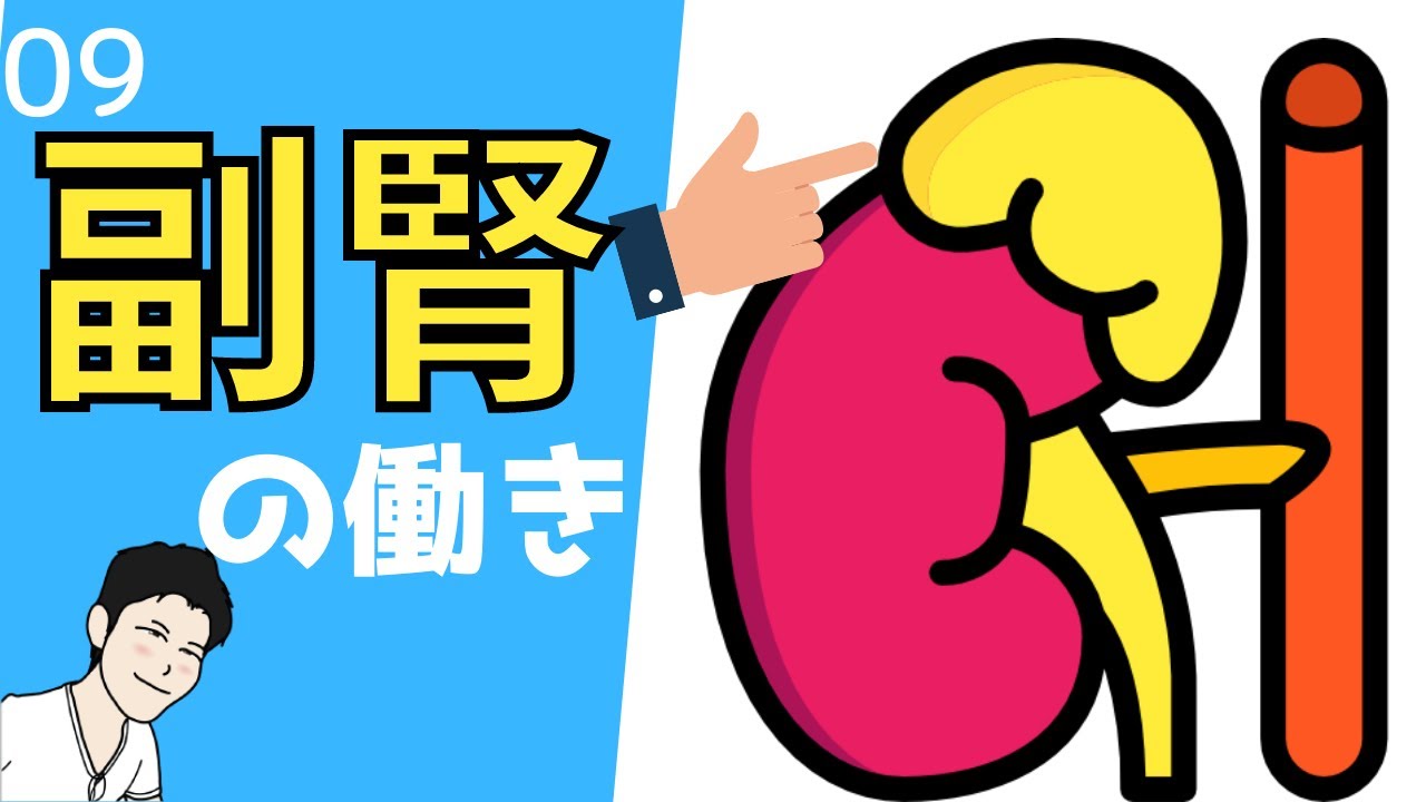 ⑨ 副腎皮質ホルモンについてマスターしたい方はコチラ【看護、薬学生向け】