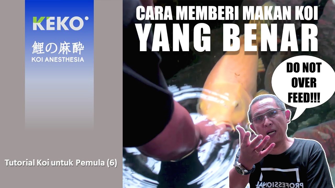 CARA MEMBERI PAKAN PADA KOI | Prinsip Ad Libitum | Tutorial untuk Pemula (6)