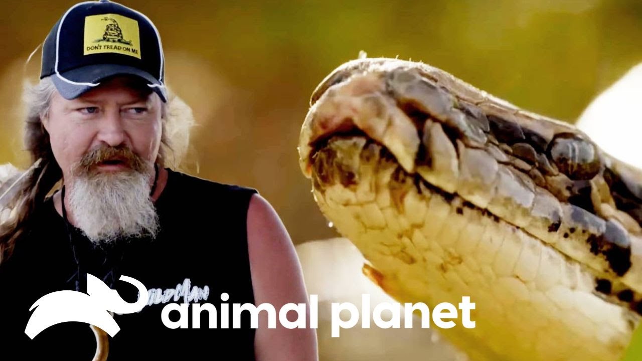 Cuando el camino se cierra, los reptiles acechan | Guardianes del pantano | Animal Planet