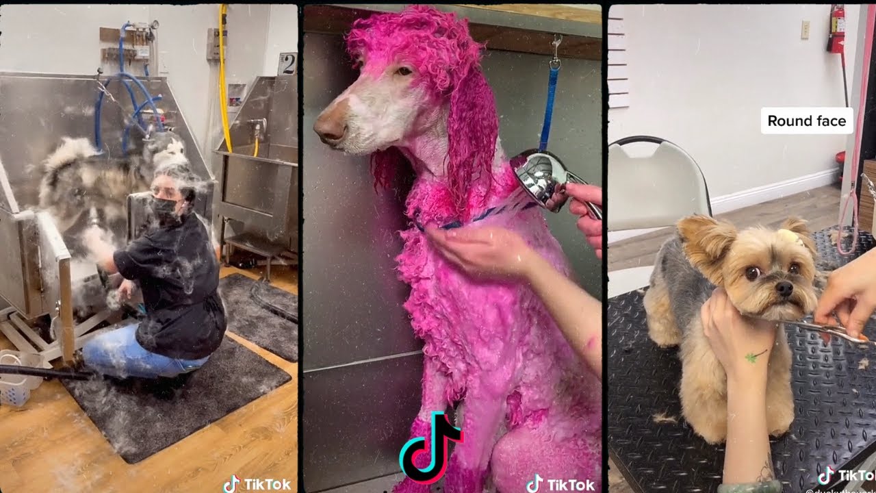 Dog grooming tiktok compilation 🐶🐶