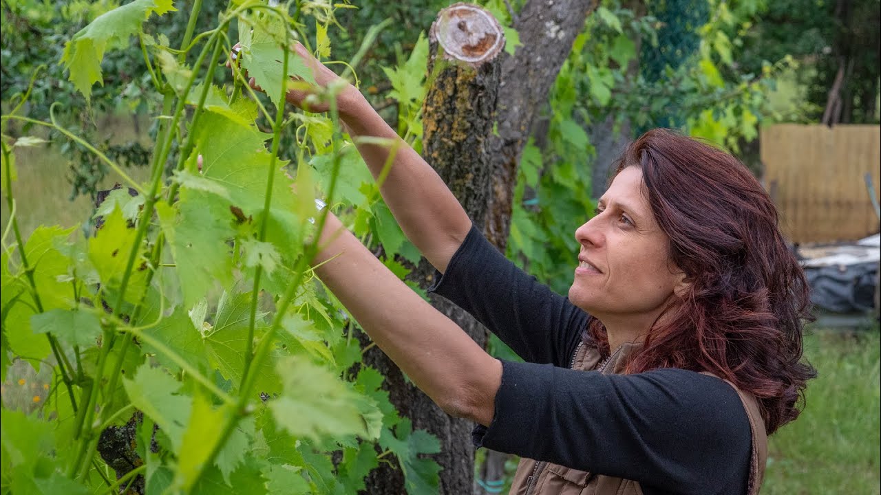 LA SFEMMINELLATURA DELLA VITE, POTATURA VERDE