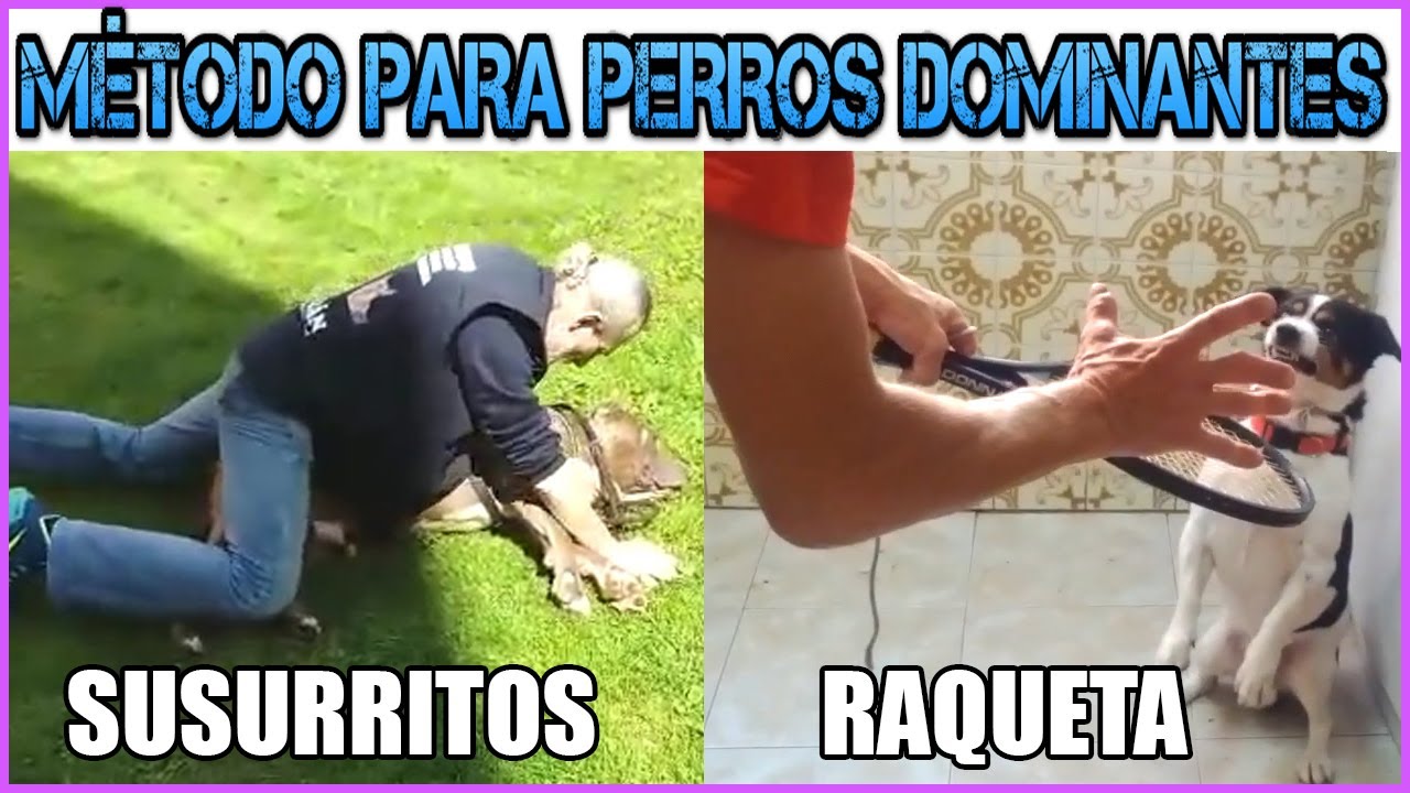 😘🐺Susurritos con su alfarrol er&oacute;tico enamora a los perros dominantes🤖