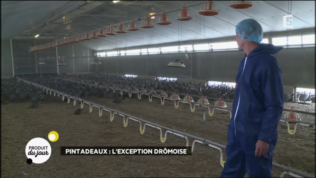 Pintadeaux : l'exception drômoise