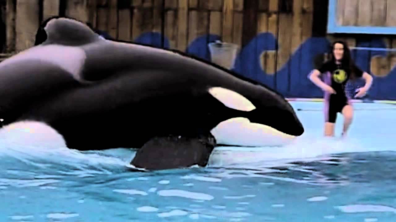 Happy Birthday, My Keiko ♡ [aka Free Willy]