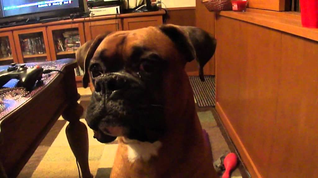 Boxer dog talking