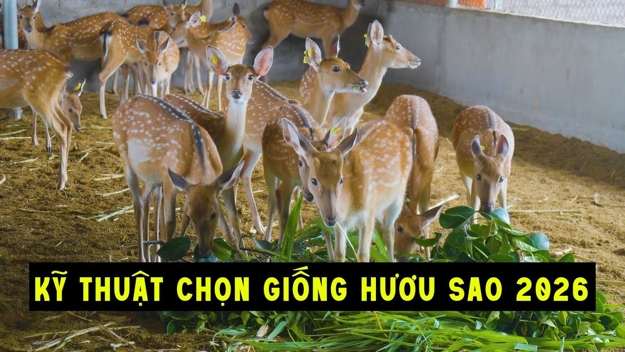 KỸ THUẬT CHỌN HƯƠU SAO GIỐNG MÀ 